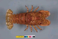 藏品(蟬蝦)的圖片